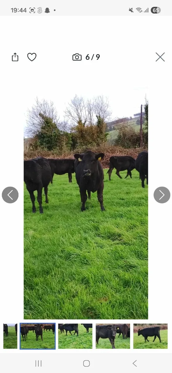 AA heifir weanlings for sale - Image 3