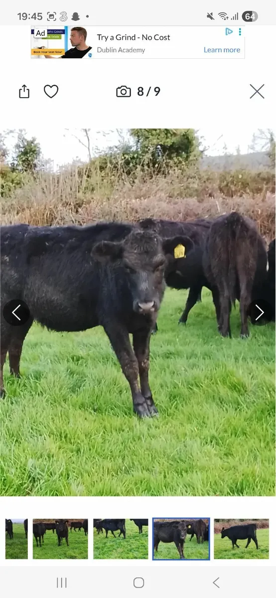 AA heifir weanlings for sale - Image 4