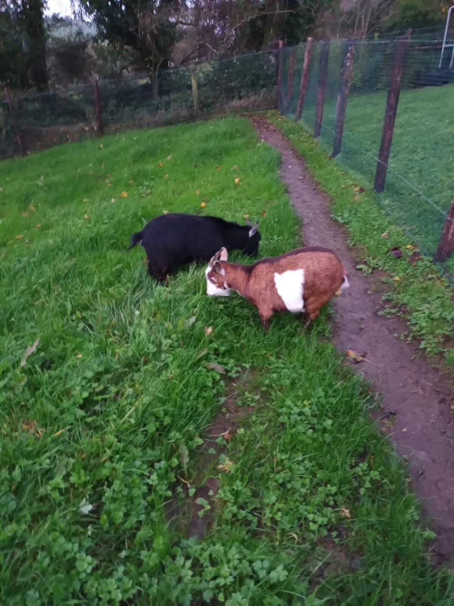 Pygmy Goats - Image 1