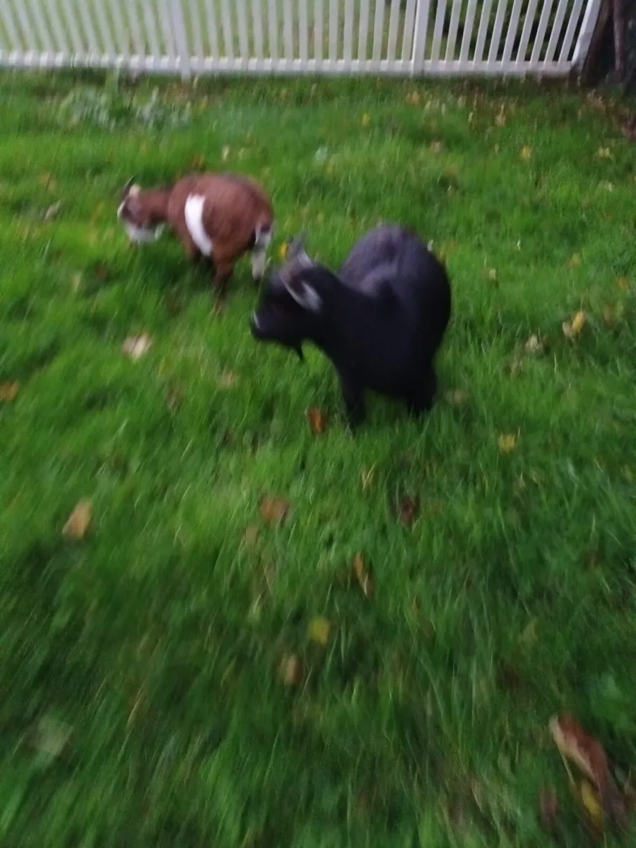 Pygmy Goats - Image 2