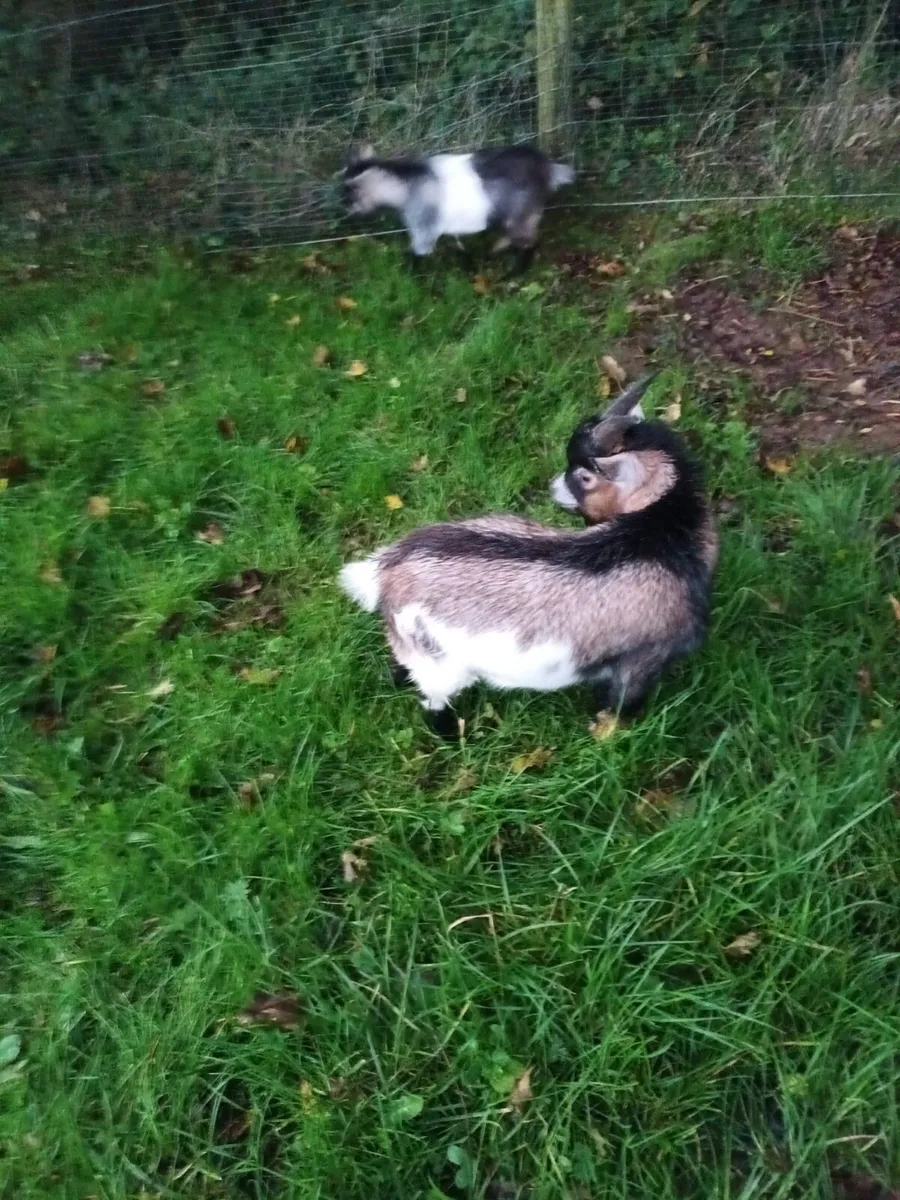 Pygmy Goats - Image 3