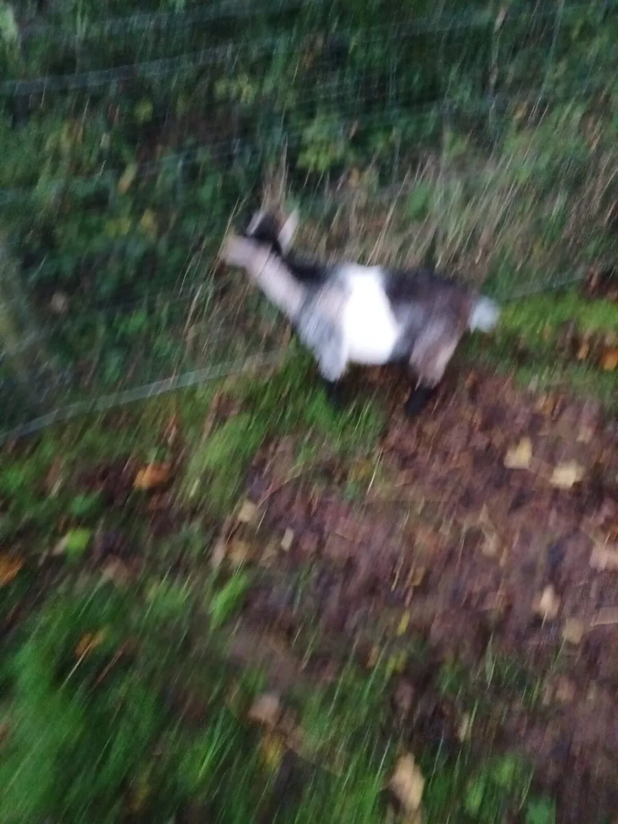 Pygmy Goats - Image 4