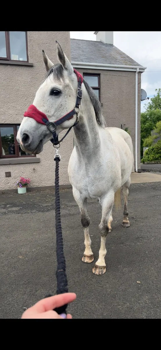 15.3hh mare - Image 2