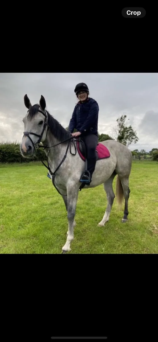 15.3hh mare - Image 3