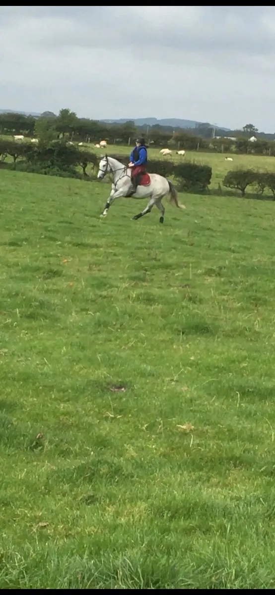 15.3hh mare - Image 4