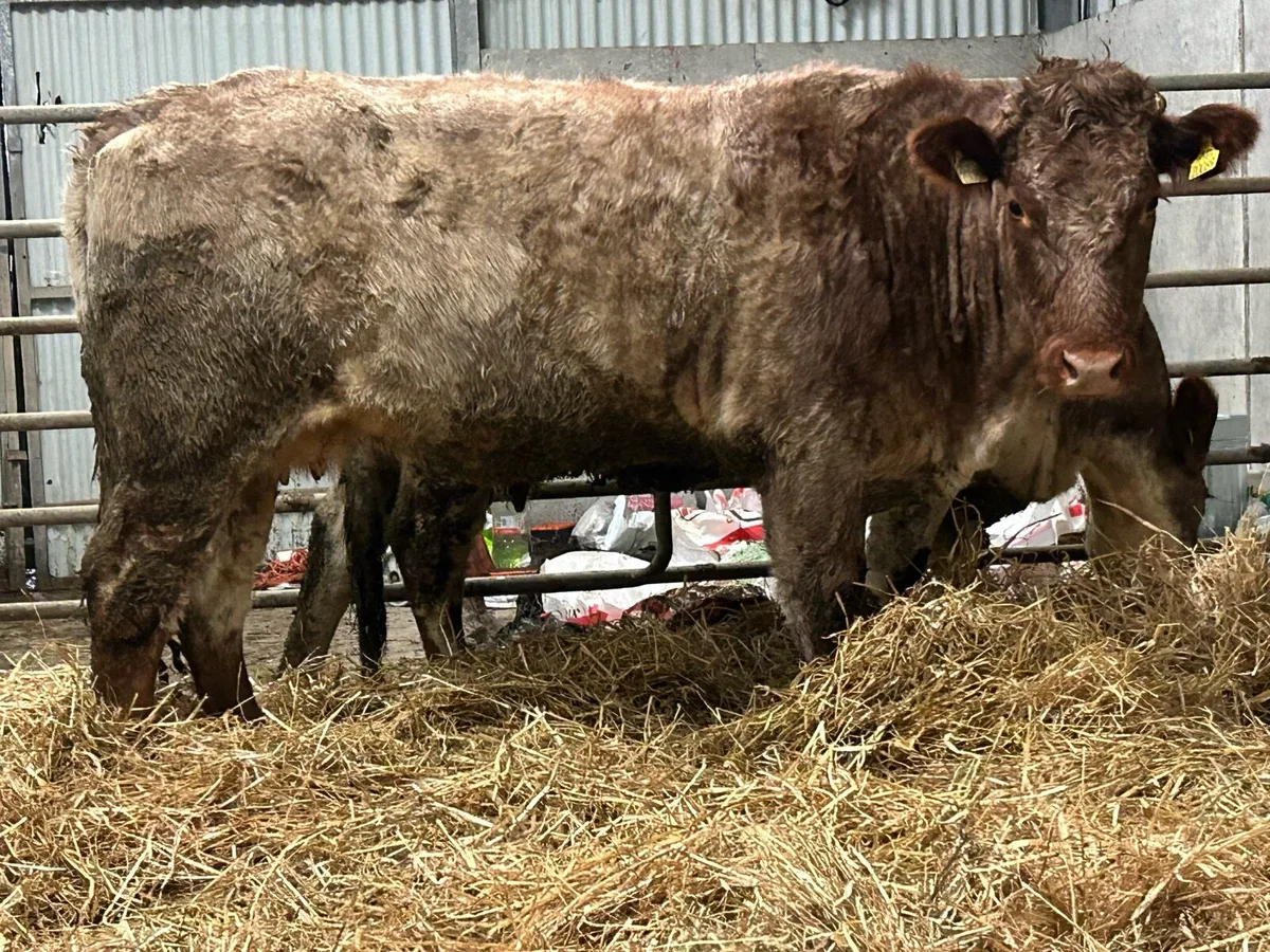 2 smashing incalf roan cows - Image 1