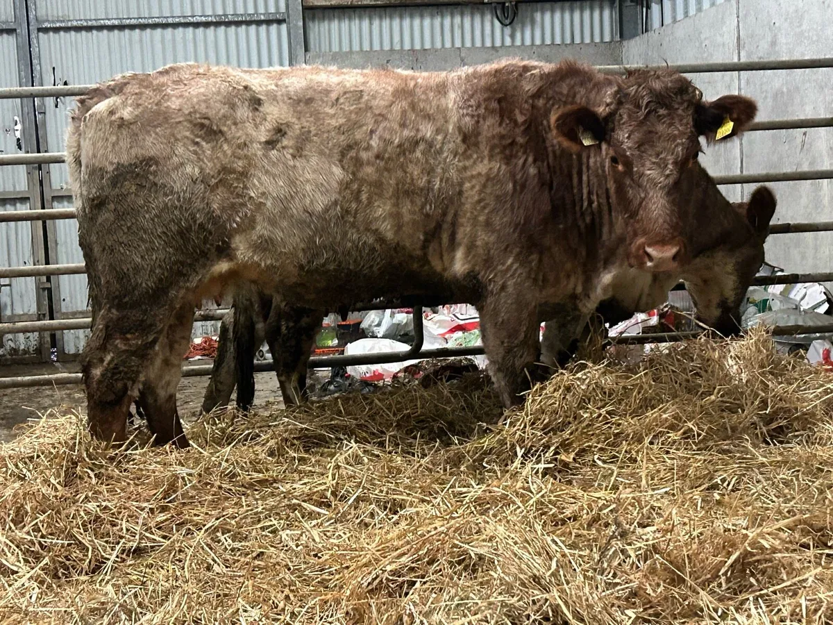 2 smashing incalf roan cows - Image 2