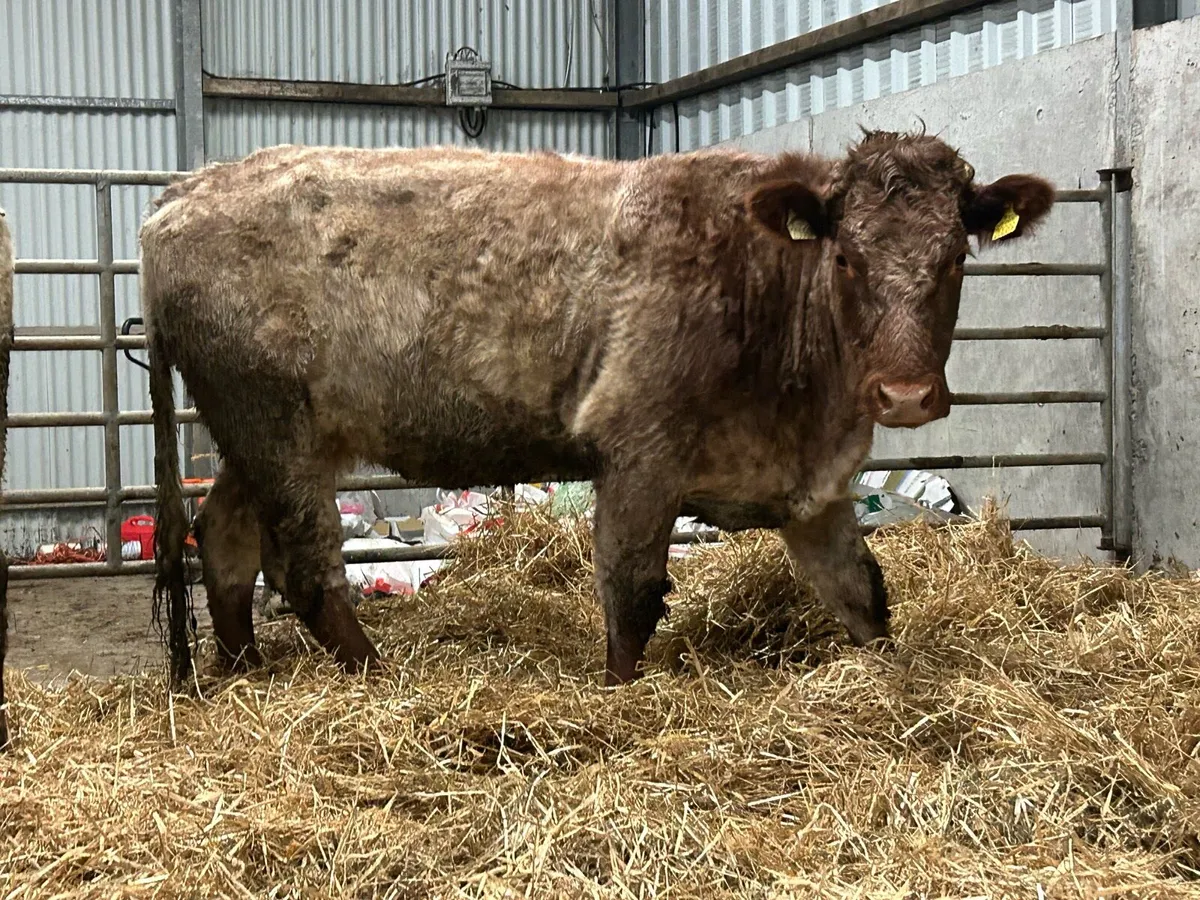 2 smashing incalf roan cows - Image 3