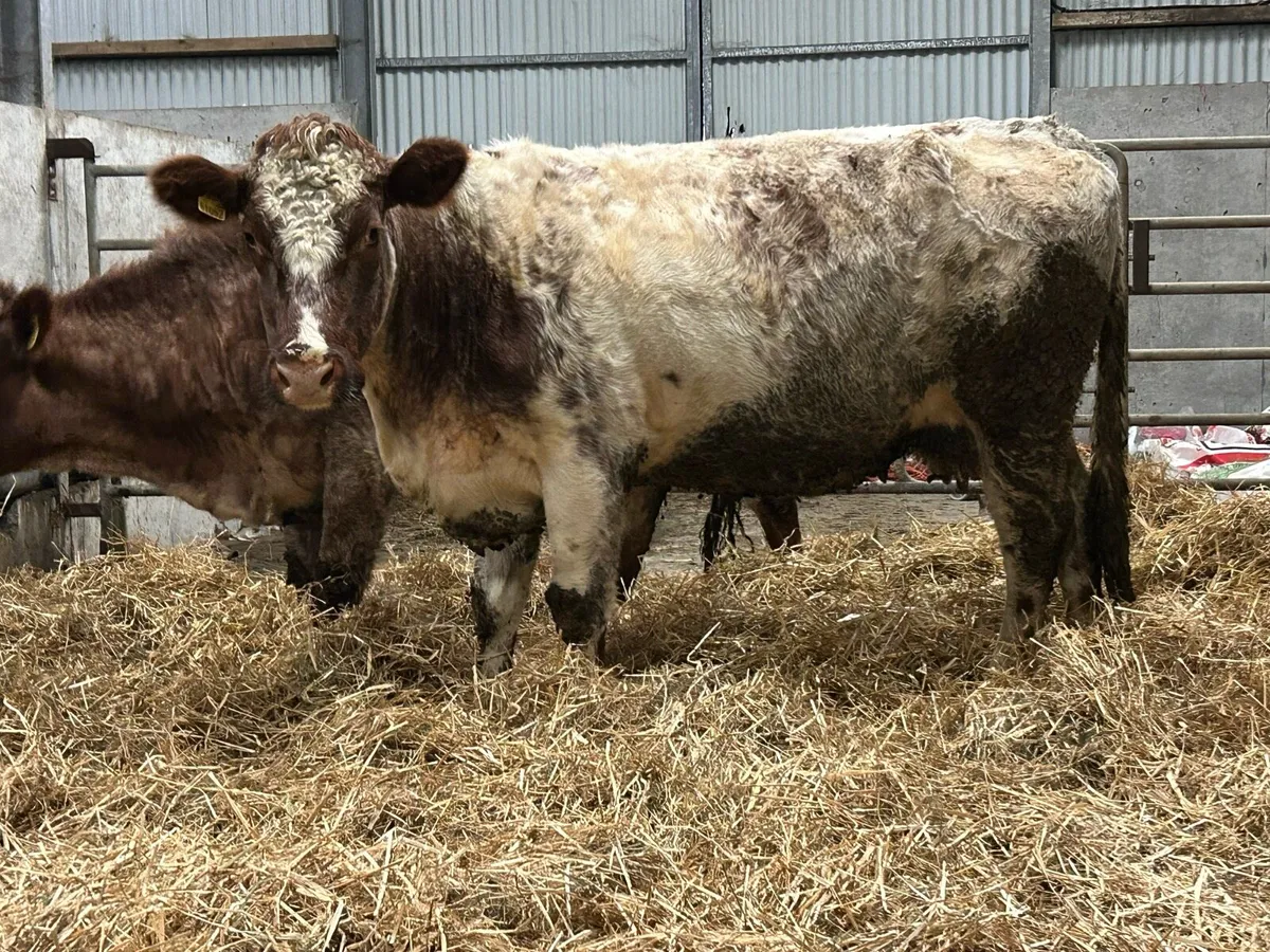 2 smashing incalf roan cows - Image 4