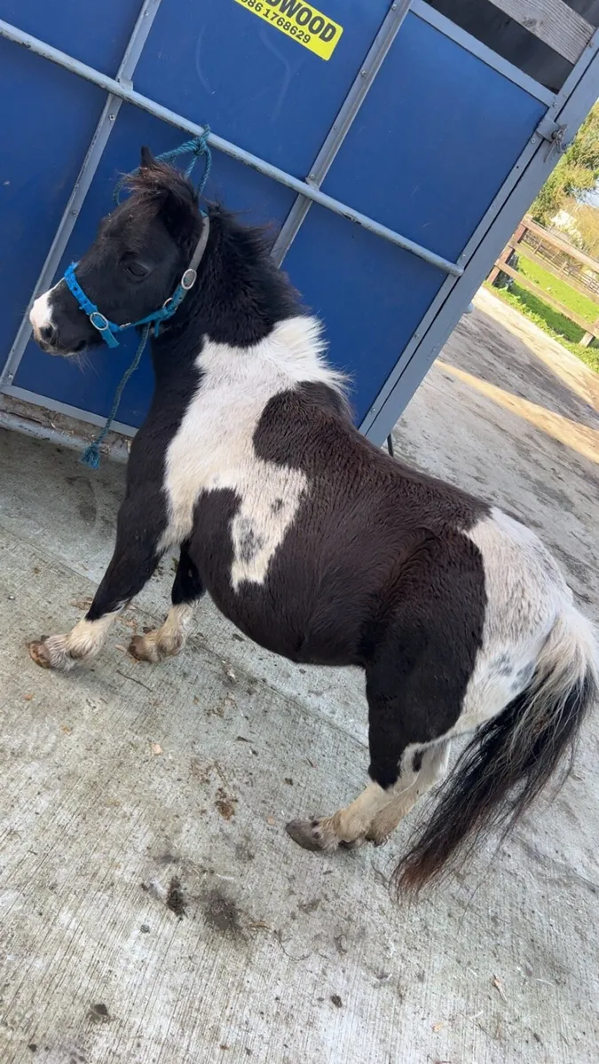 Shetland mare - Image 1