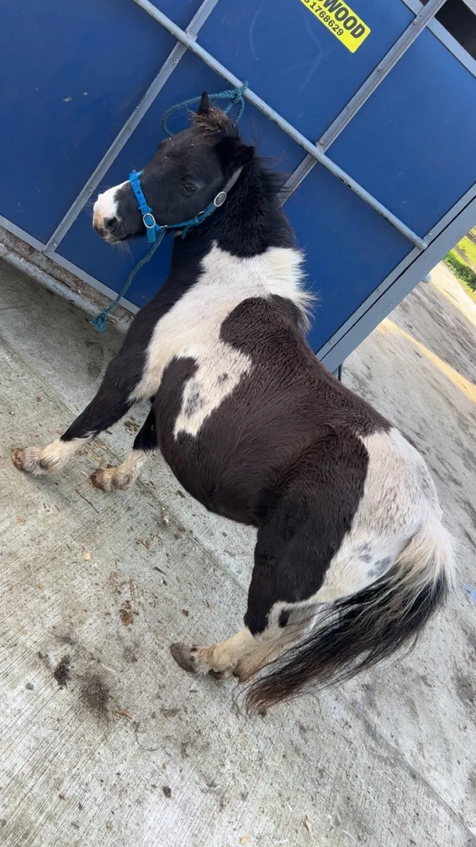 Shetland mare - Image 2