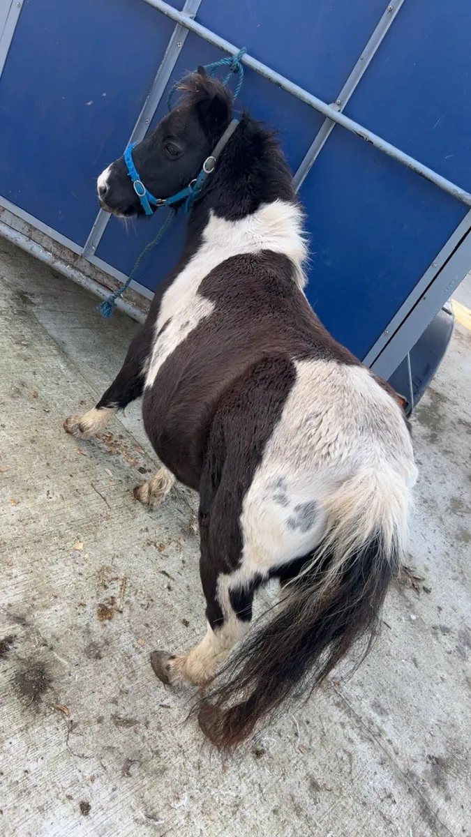 Shetland mare - Image 3