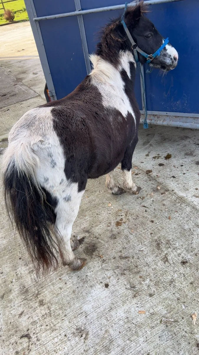 Shetland mare - Image 4