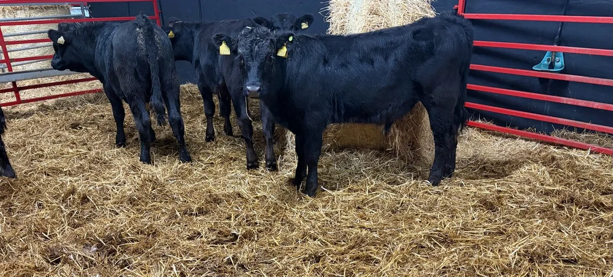 Aubrac Angus and Hereford Bulls - Image 1