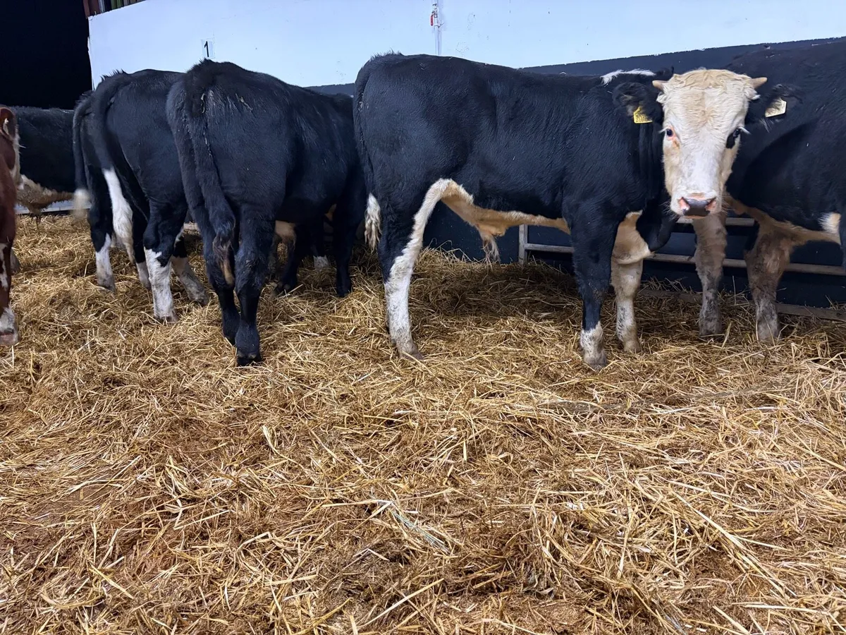 Aubrac Angus and Hereford Bulls - Image 2