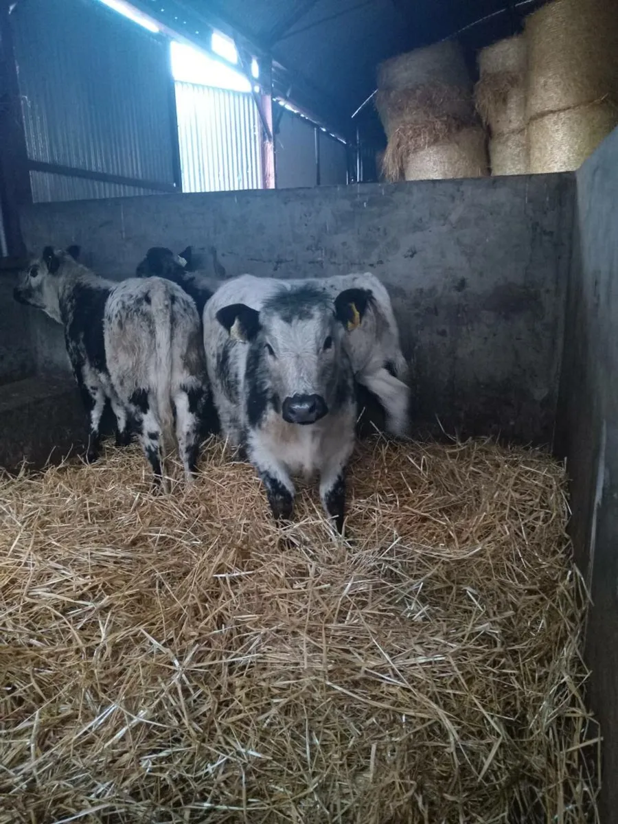 Three super suckler breed speckled heifers - Image 3