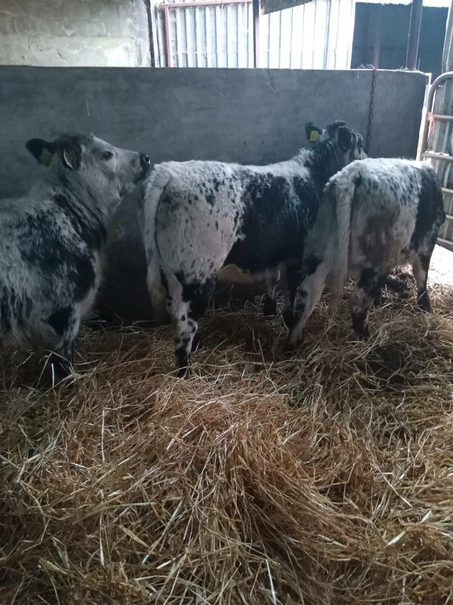Three super suckler breed speckled heifers - Image 1