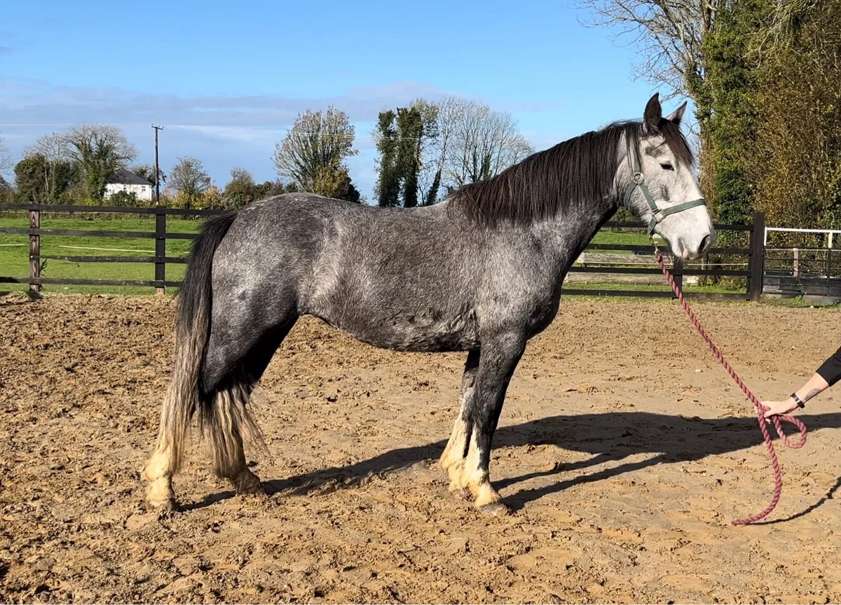 4yo Mare Unbroken - Image 1