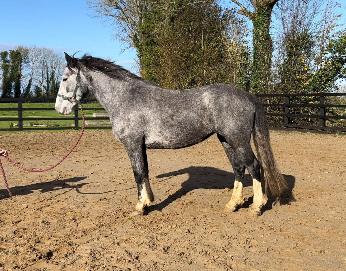 4yo Mare Unbroken - Image 2