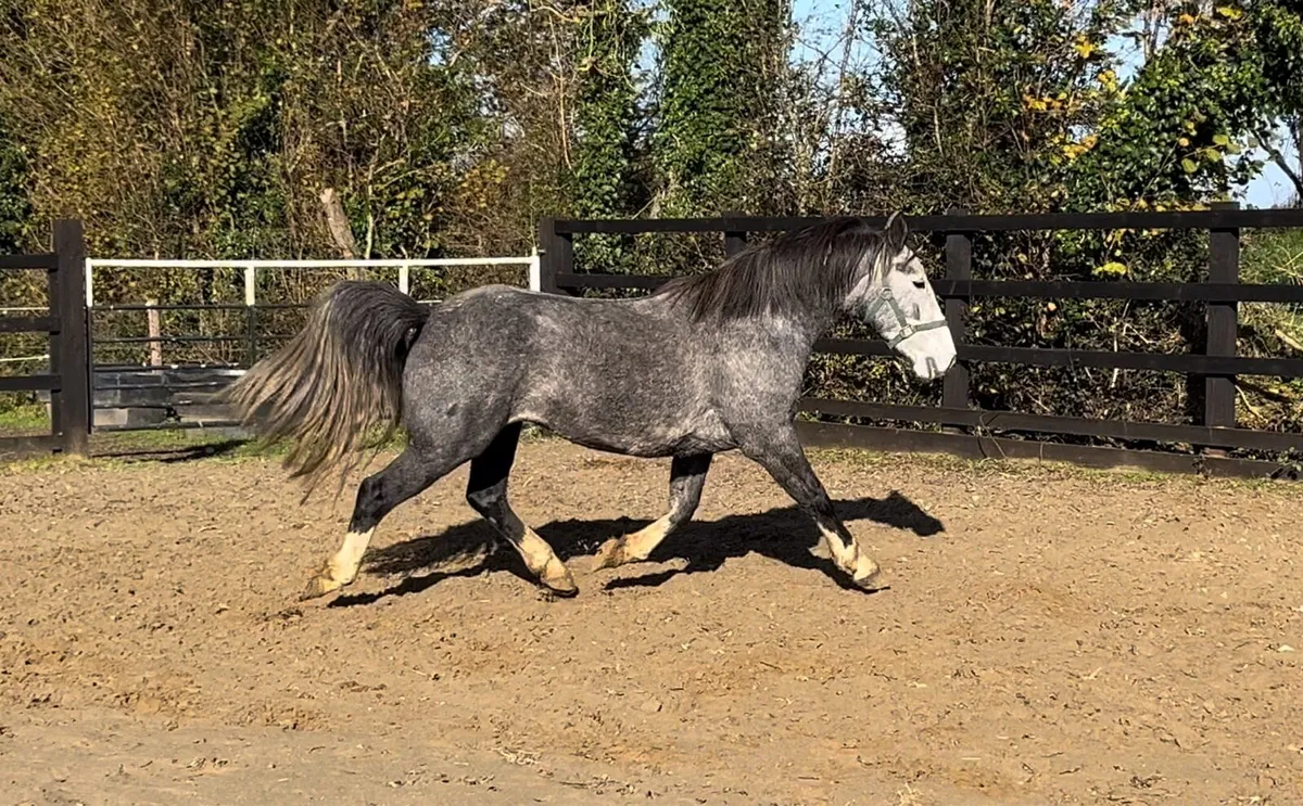 4yo Mare Unbroken - Image 3