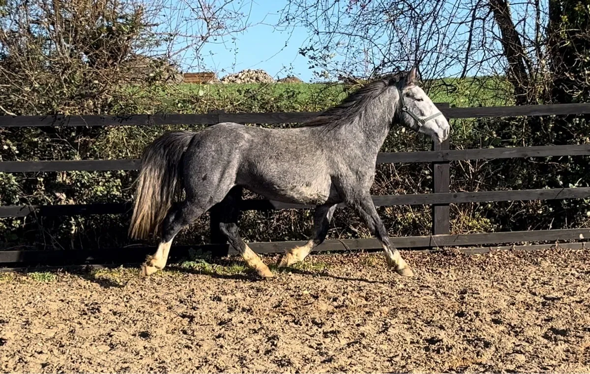 4yo Mare Unbroken - Image 4