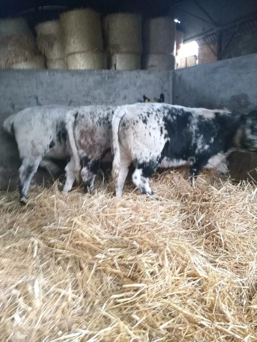 Three super suckler breed speckled heifers - Image 2