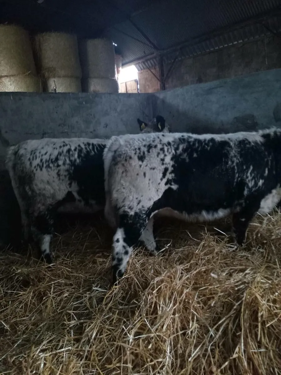 Three super suckler breed speckled heifers - Image 4