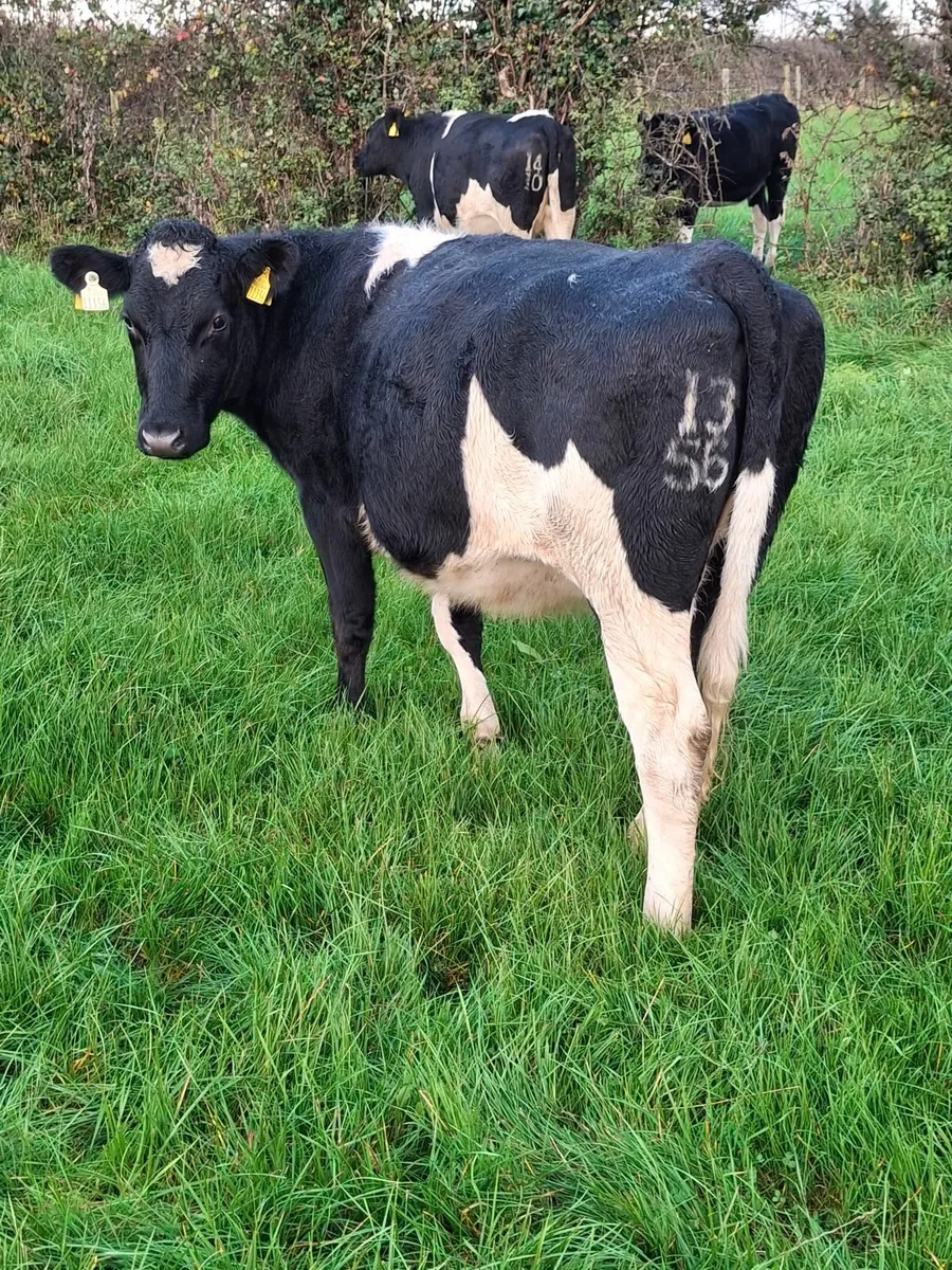 Incalf Heifers - Calving March 2026 - Image 3