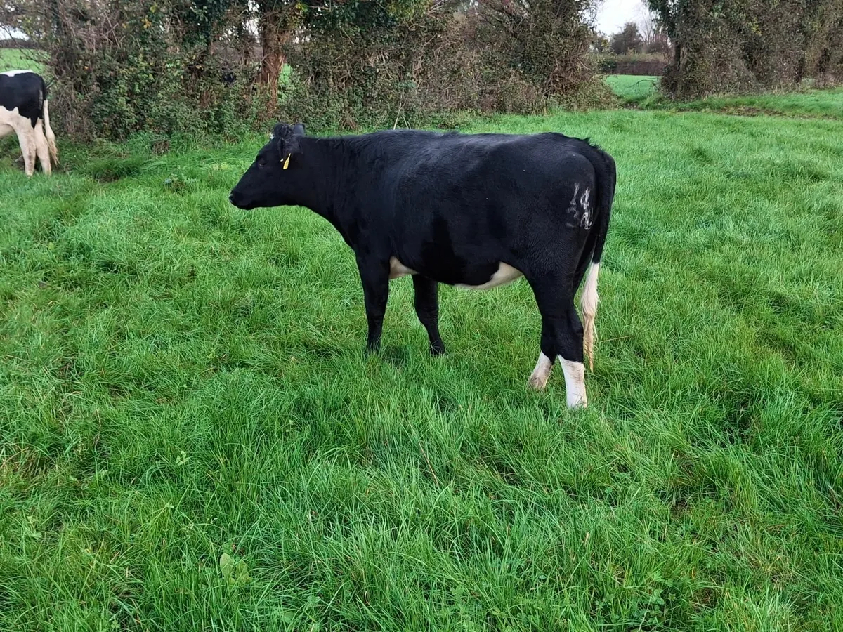 Incalf Heifers - Calving March 2026 - Image 4
