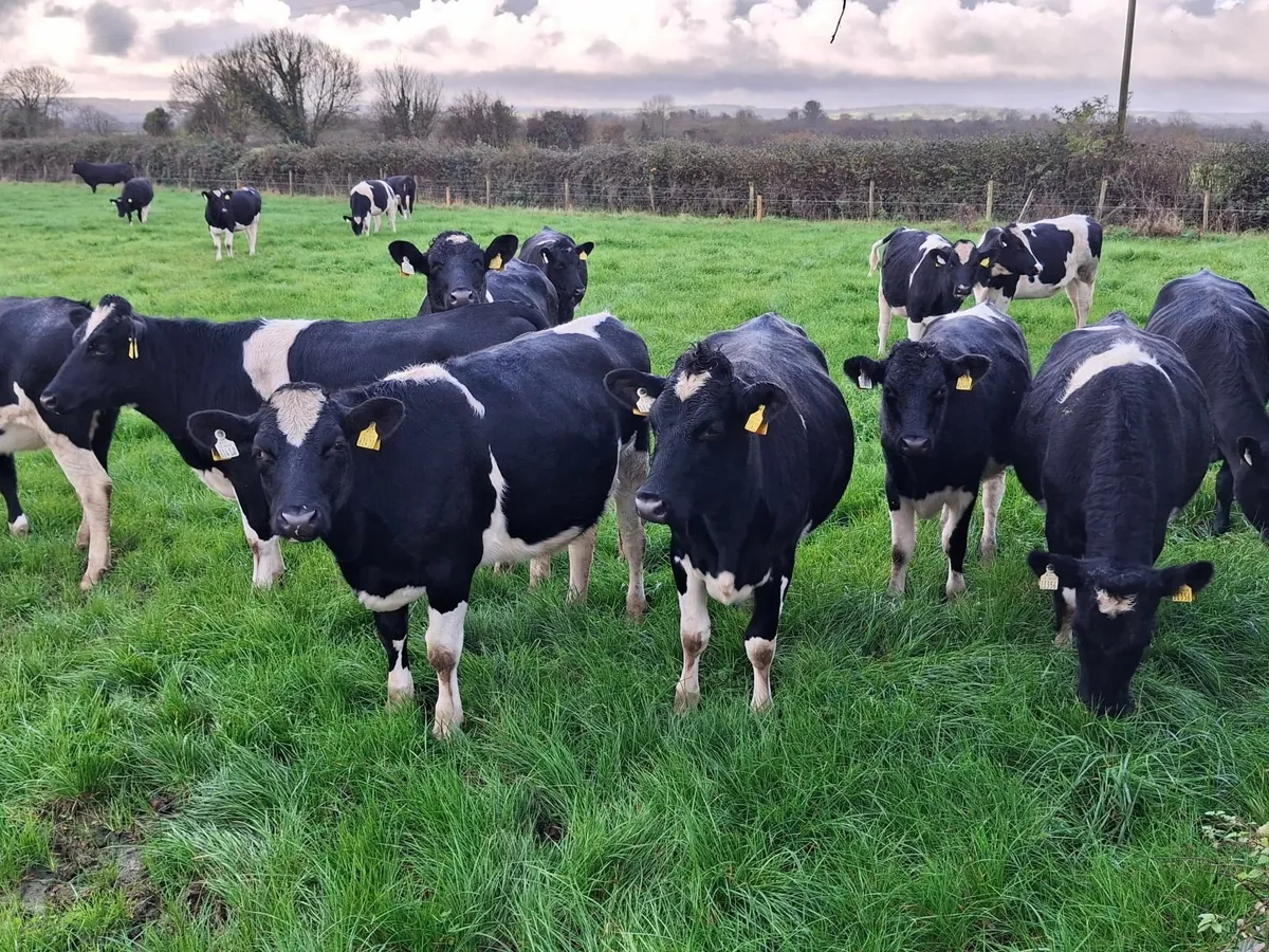 Incalf Heifers - Calving March 2026 - Image 2