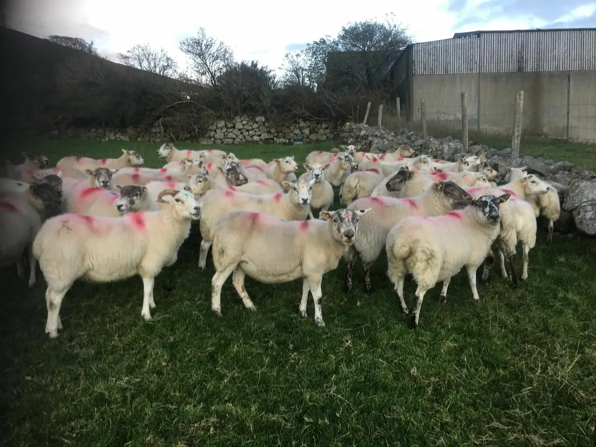 Hilltex breeding ewes - Image 1