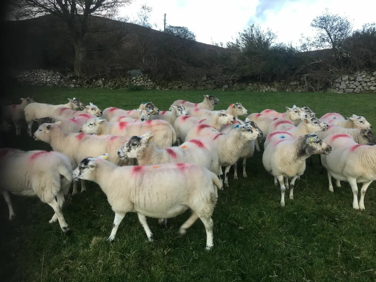 Hilltex breeding ewes - Image 2