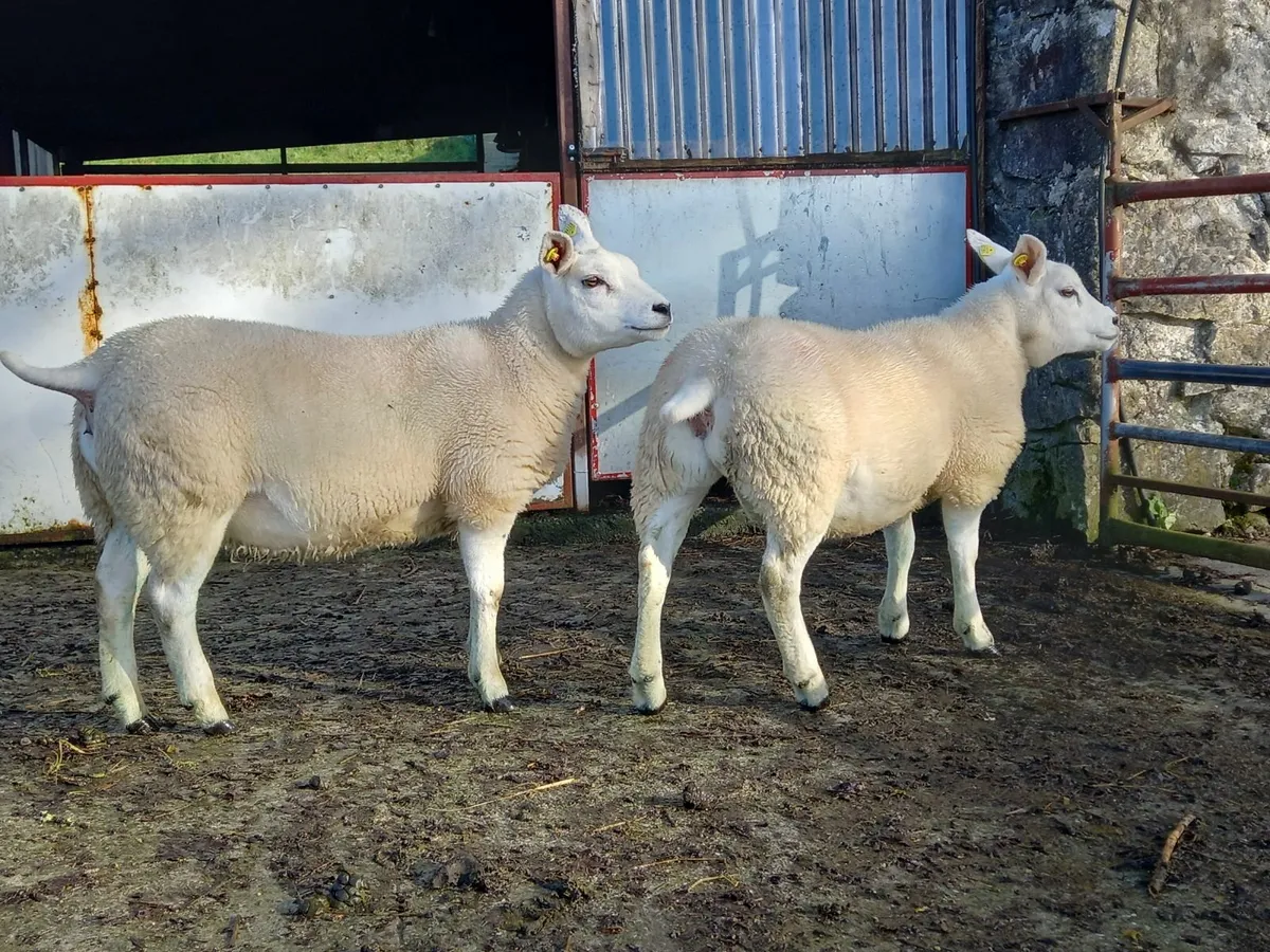 Pedigree Texel Ewe Lambs - Image 1