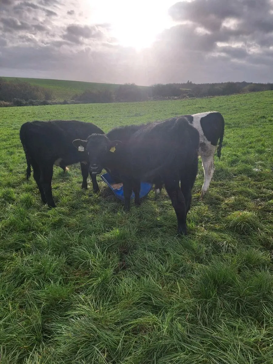 Weanlings AA and FR - Image 1