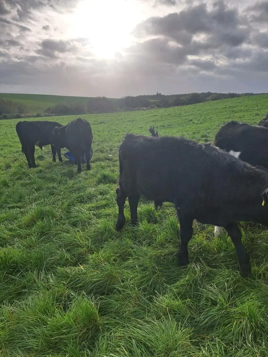 Weanlings AA and FR - Image 2