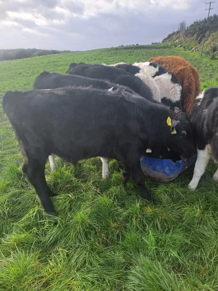 Weanlings AA and FR - Image 3