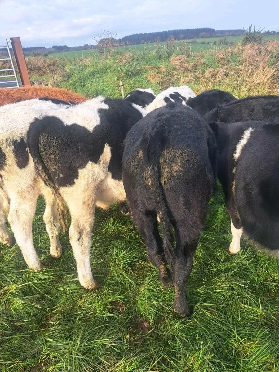 Weanlings AA and FR - Image 4