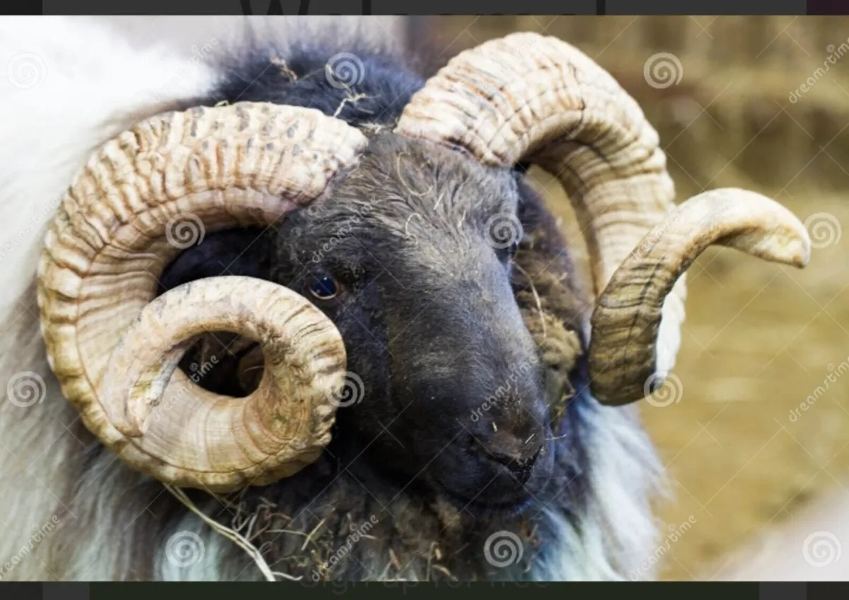 RAM  TESTING 💥CONNEMARA 💥 3rd Nov