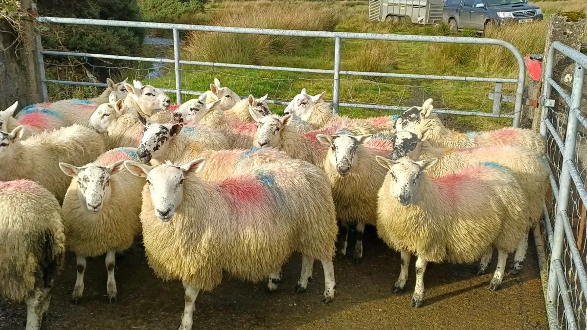 Ewe lambs - Image 1