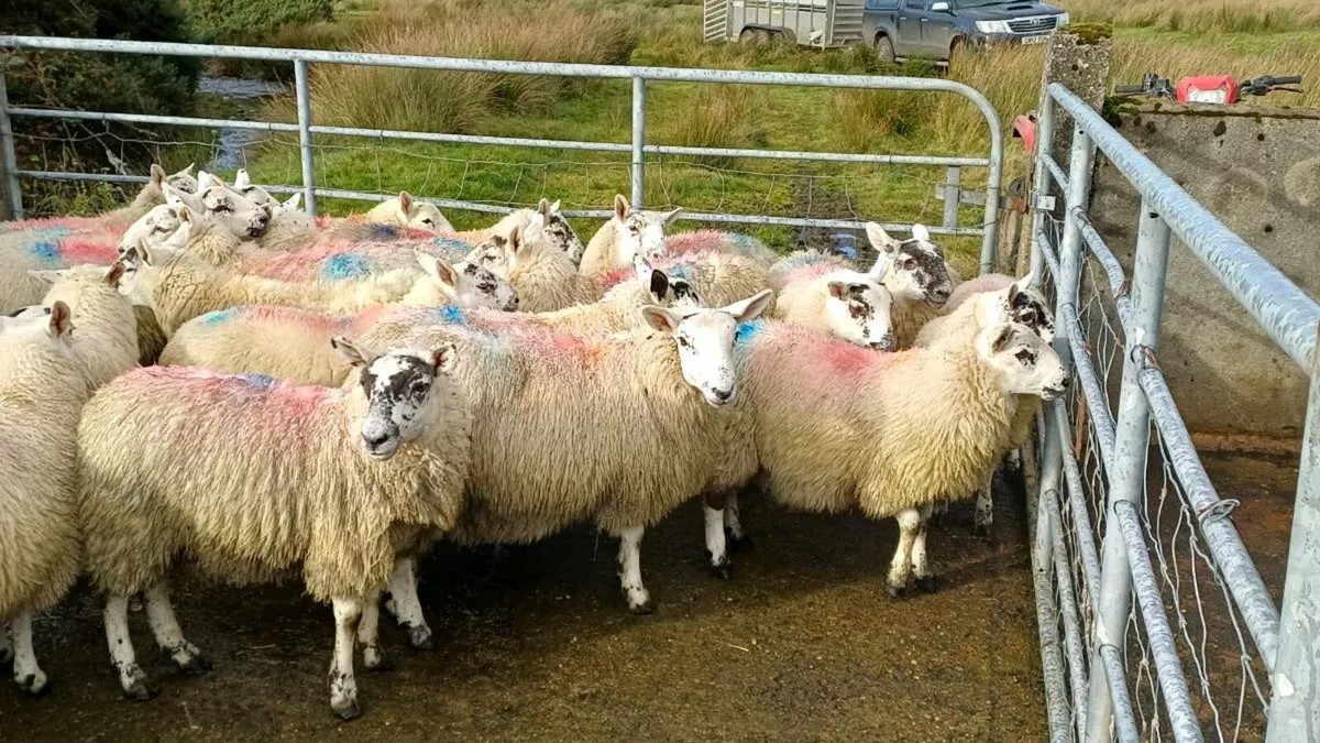 Ewe lambs - Image 2