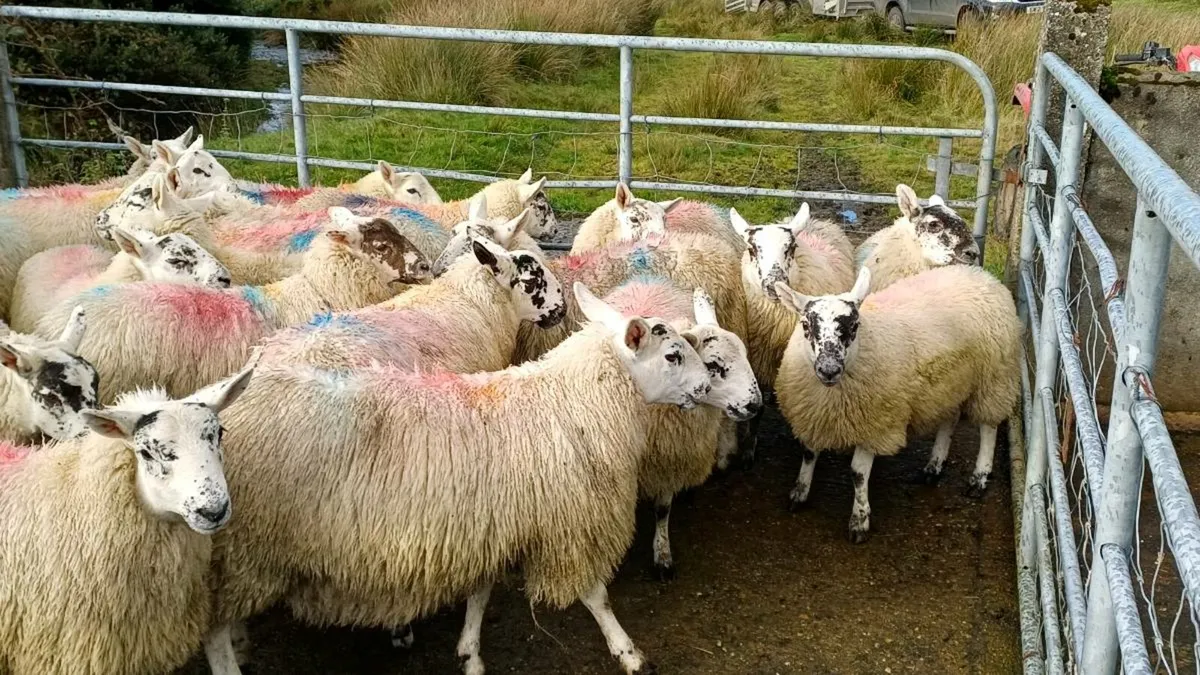 Ewe lambs - Image 3