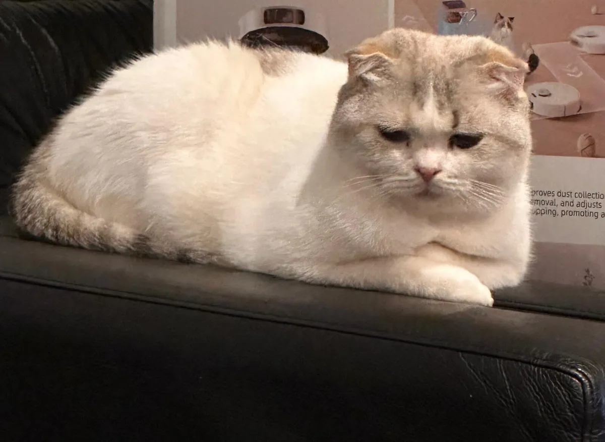 Scottish fold+ 2 kittens + auto-litter and house - Image 1