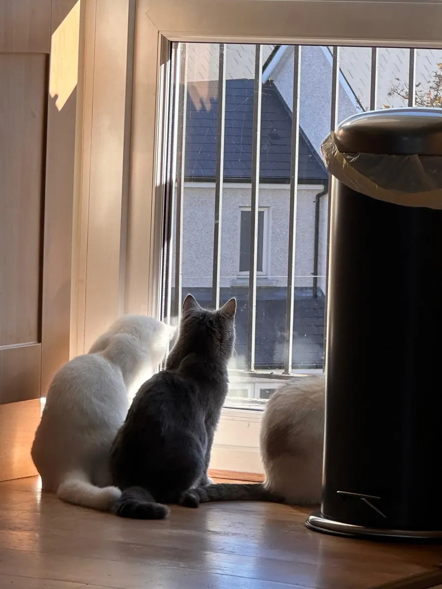 Scottish fold+ 2 kittens + auto-litter and house - Image 2