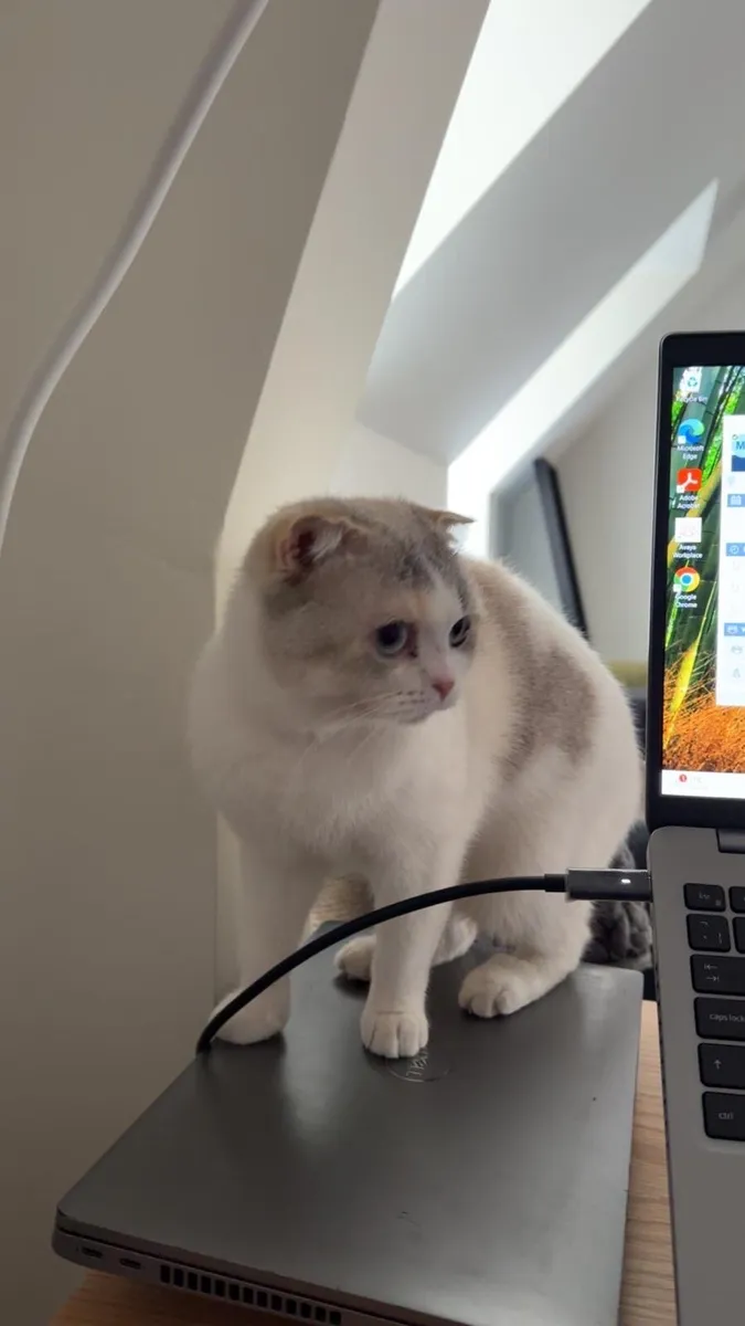 Scottish fold+ 2 kittens + auto-litter and house - Image 3