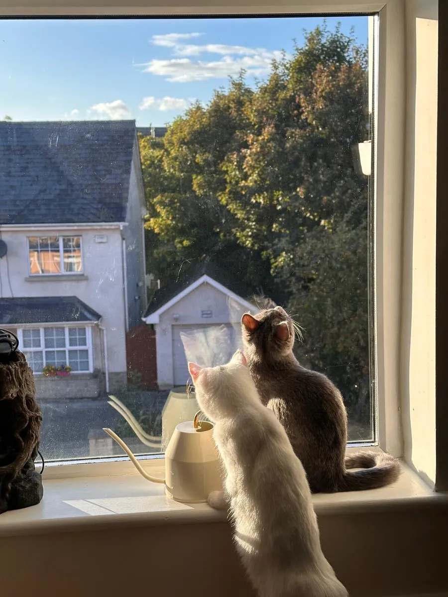 Scottish fold+ 2 kittens + auto-litter and house - Image 4