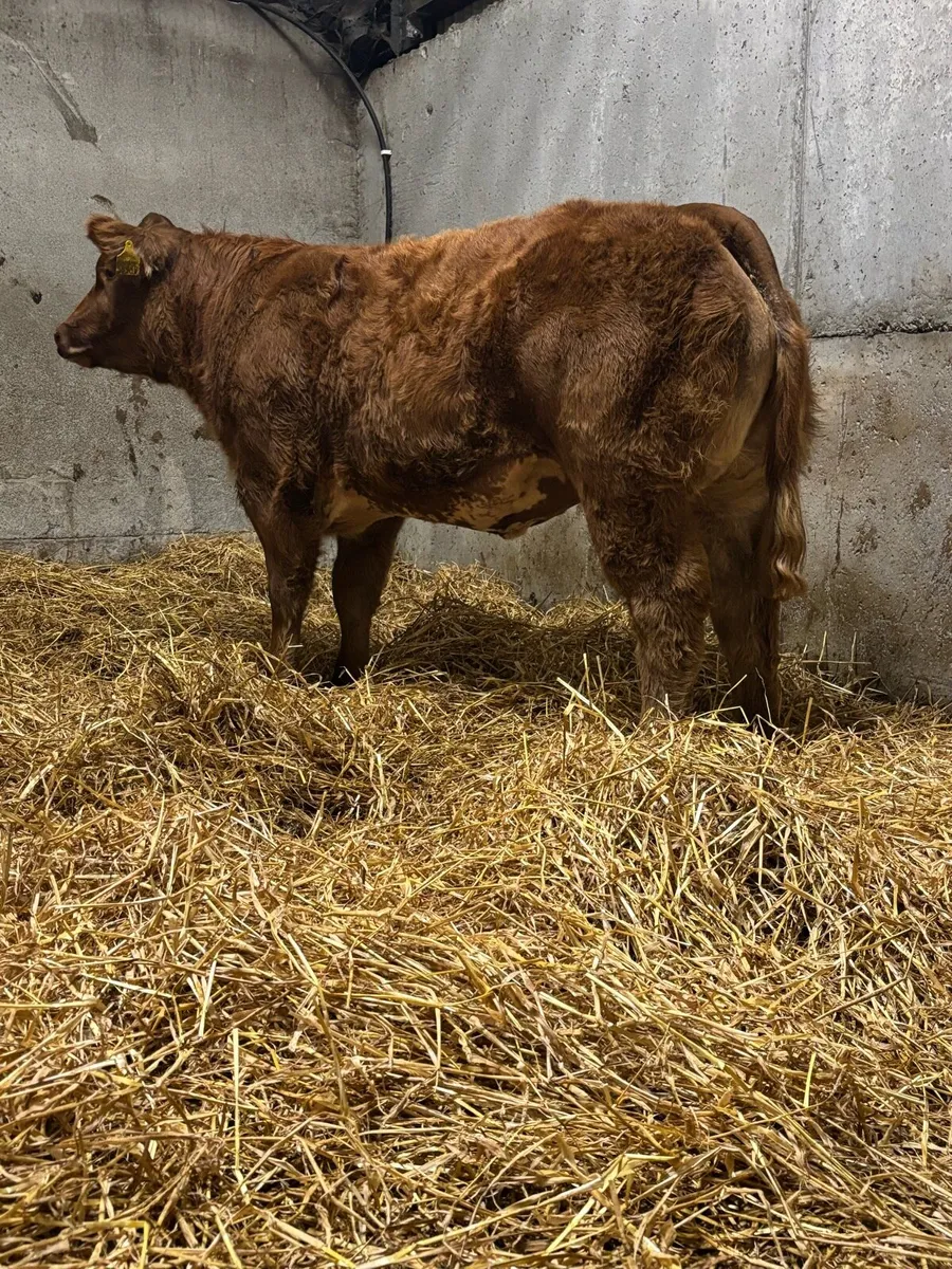 Show Hybrid Belgian Blue Heifer - Image 1