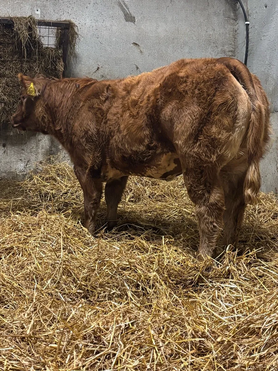 Show Hybrid Belgian Blue Heifer - Image 2