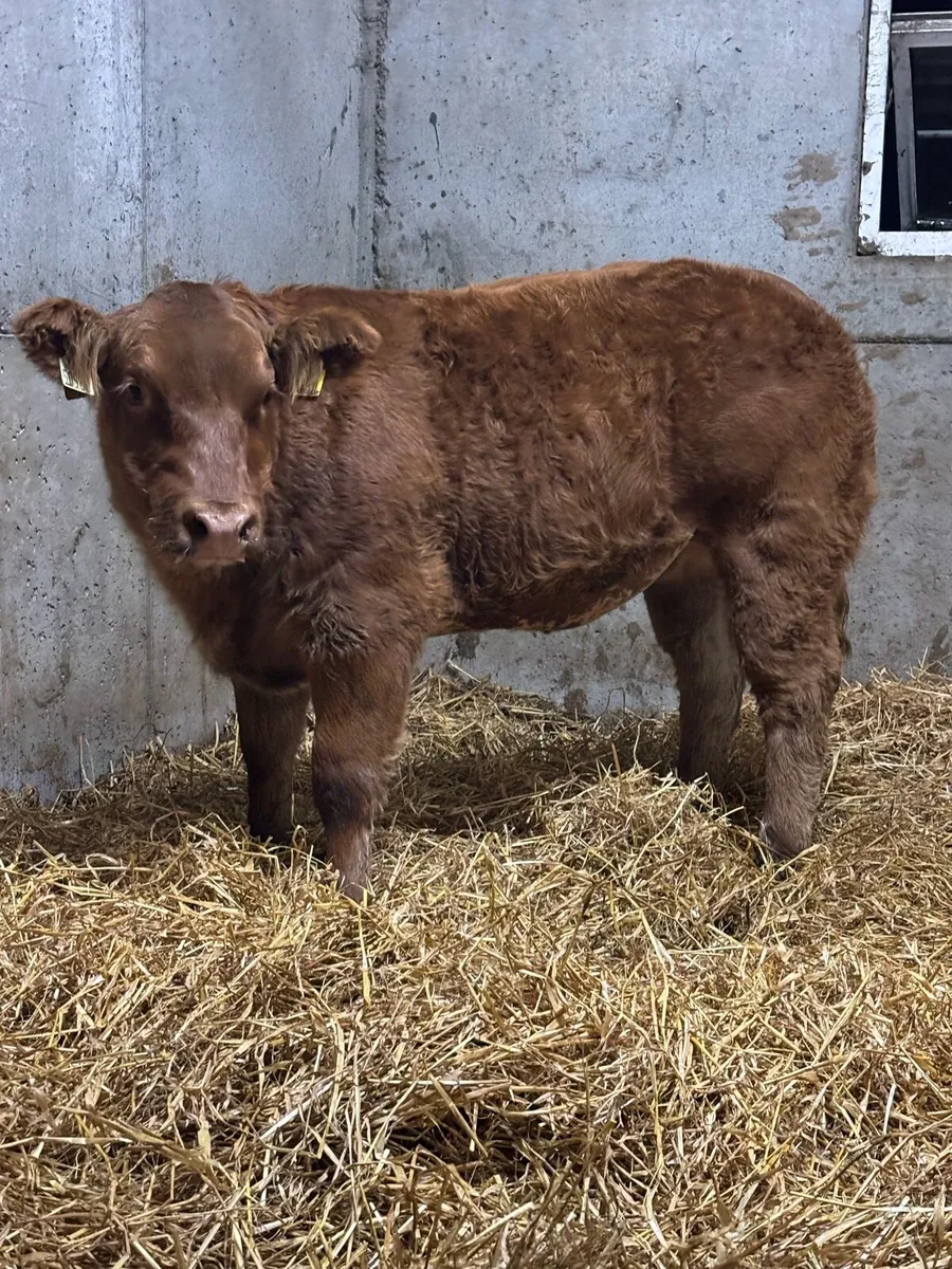 Show Hybrid Belgian Blue Heifer - Image 4