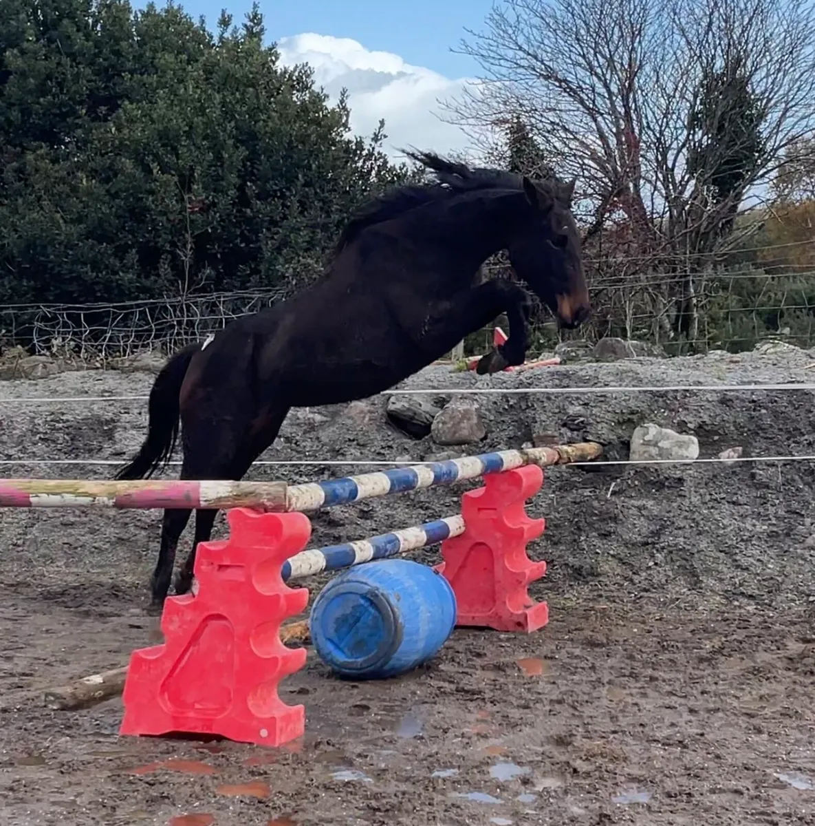 3 year old filly - Image 1