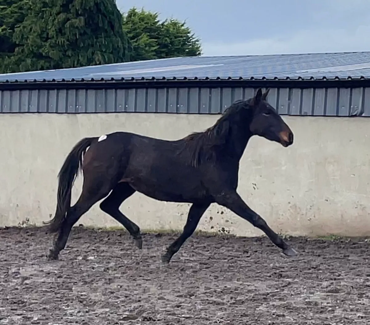 3 year old filly - Image 2